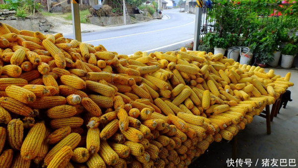 宜人配资 9月25日：调价后92,95汽油价格；玉米价格升温，“火箭”上涨！